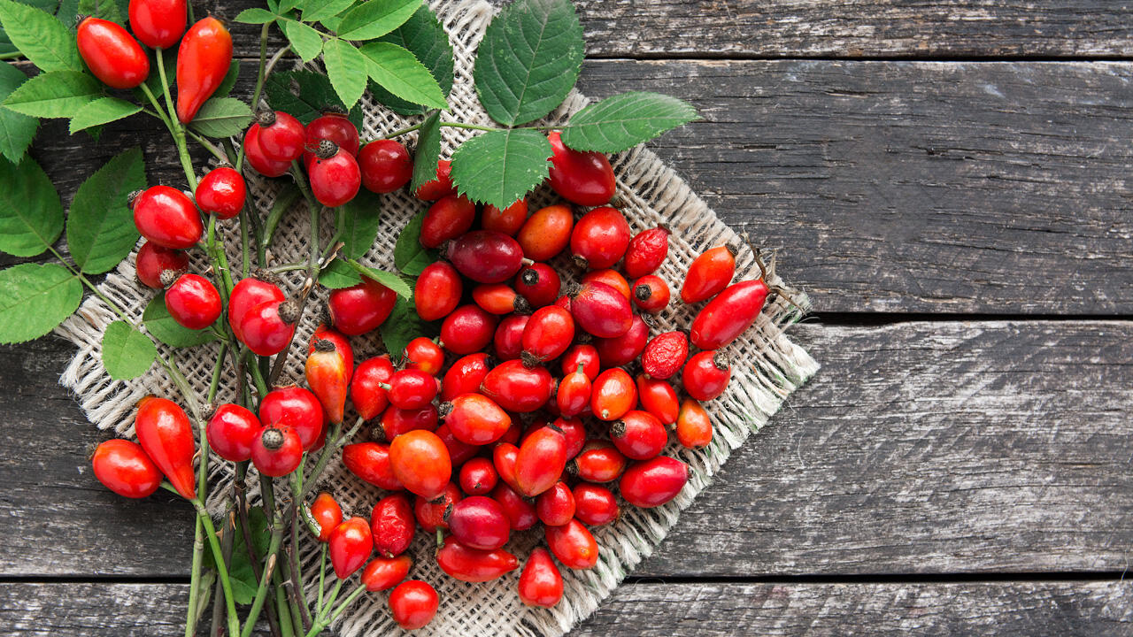 Hagebutten kann man ernten und zu Marmelade, Gelee und mehr verwerten. Hagebutten kann man ernten und zu Marmelade, Gelee und mehr verwerten.