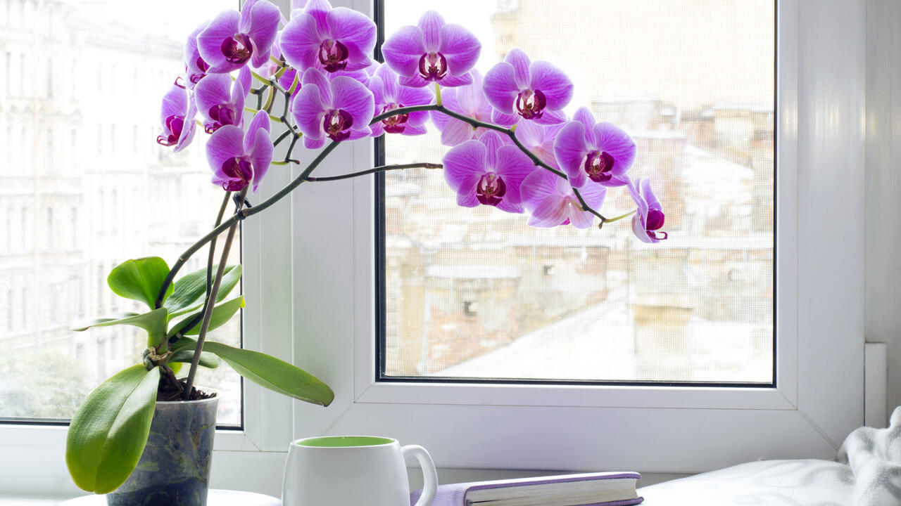 Orchideen mögen es hell, vertragen aber keine pralle Sonne. Orchideen mögen es hell, vertragen aber keine pralle Sonne.