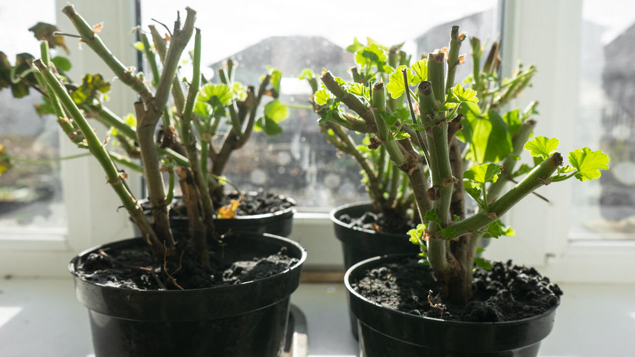Im Frühling dürfen die Geranien aus dem Winterquartier auf die Fensterbank, um sich langsam wieder an Licht und Wärme zu gewöhnen.