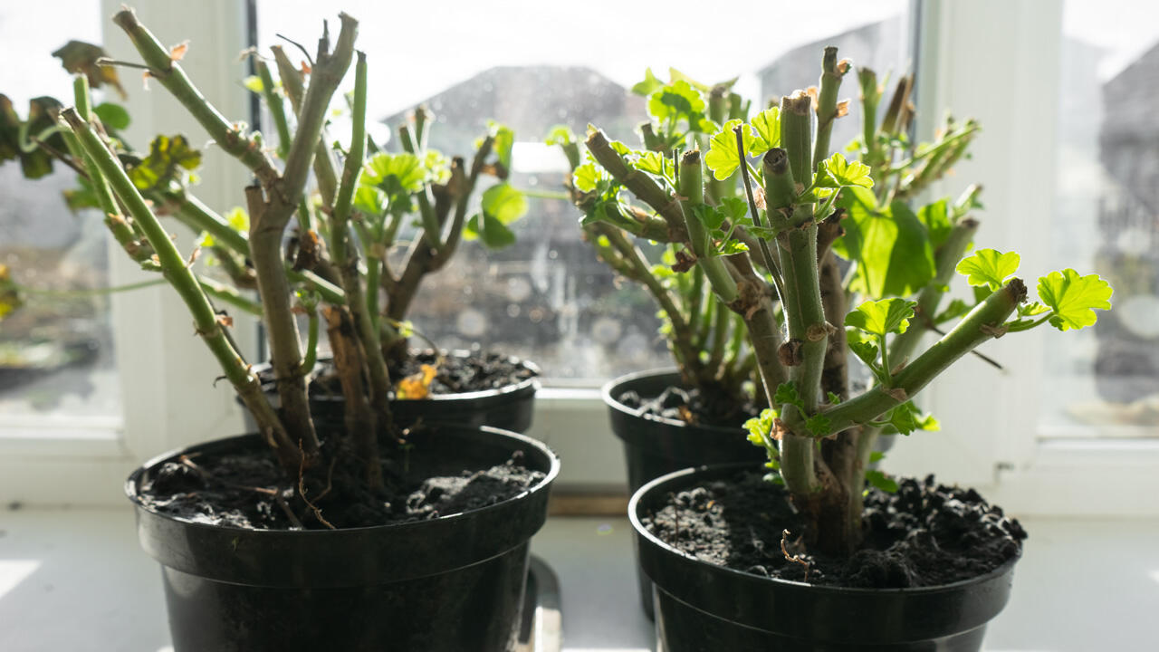 Im Frühling dürfen die Geranien aus dem Winterquartier auf die Fensterbank, um sich langsam wieder an Licht und Wärme zu gewöhnen. Im Frühling dürfen die Geranien aus dem Winterquartier auf die Fensterbank, um sich langsam wieder an Licht und Wärme zu gewöhnen.