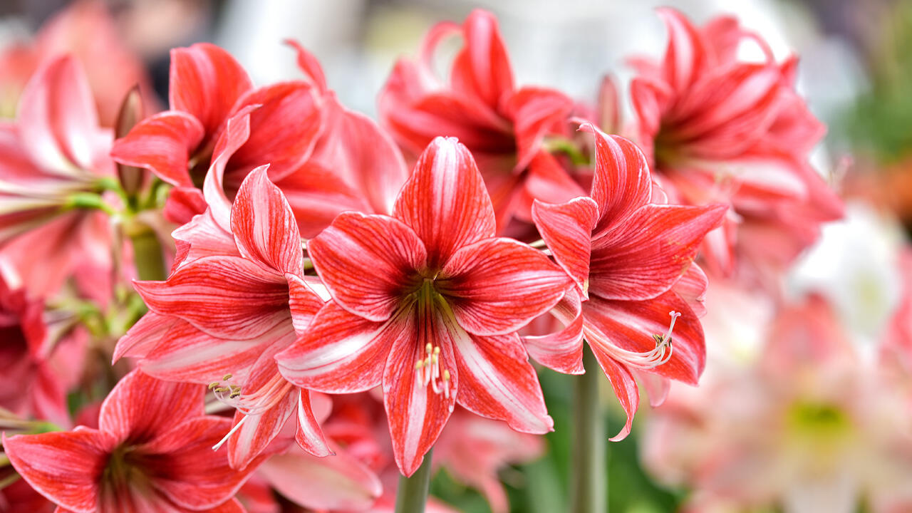 Die Amaryllis gibt es in vielen Farben. Die Amaryllis gibt es in vielen Farben.
