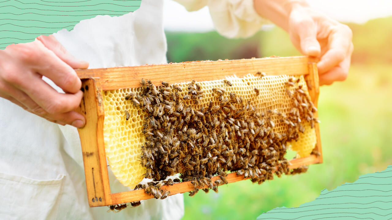 Nachhaltige Geschenke: Bienenpatenschaften werden immer beliebter
