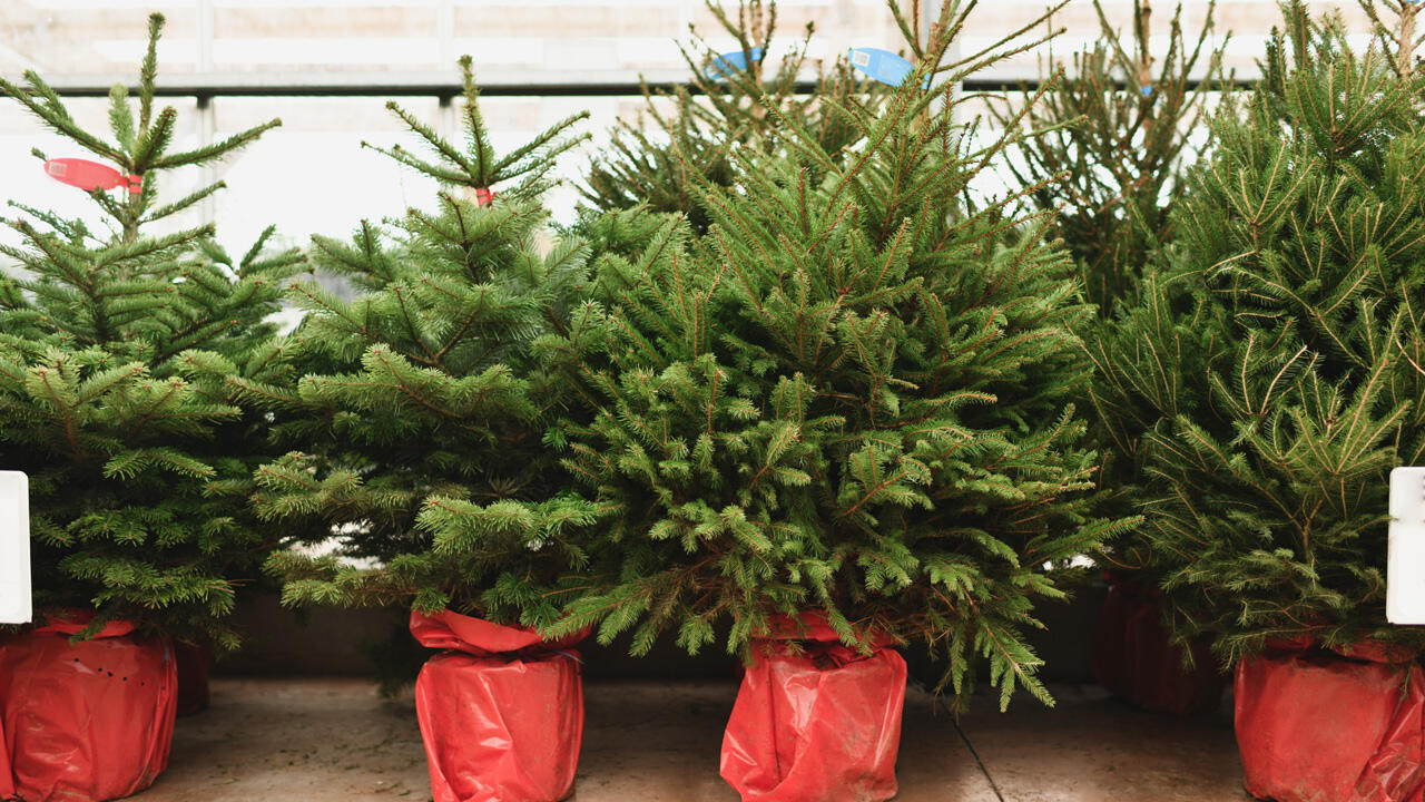 Gut für den Weihnachtsbaum im Topf: Ein ausreichend großer Kübel, damit er nicht austrocknet.