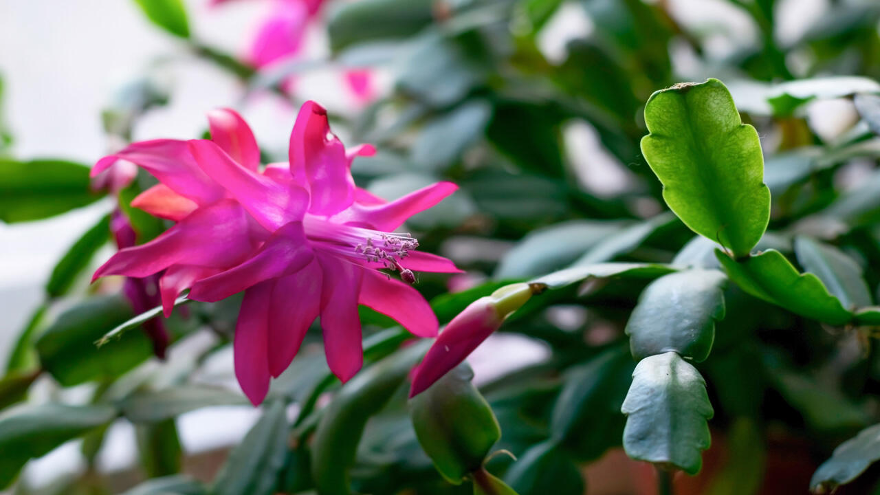 Um Blüten zu bilden, benötigt der Weihnachtskaktus im Herbst kürzere Tage und niedrige Temperaturen.