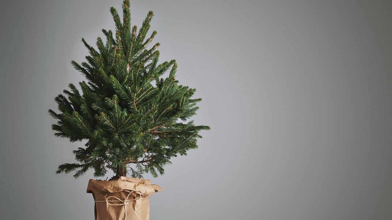 Weihnachtsbaum im Topf – nur bedingt eine gute Idee.