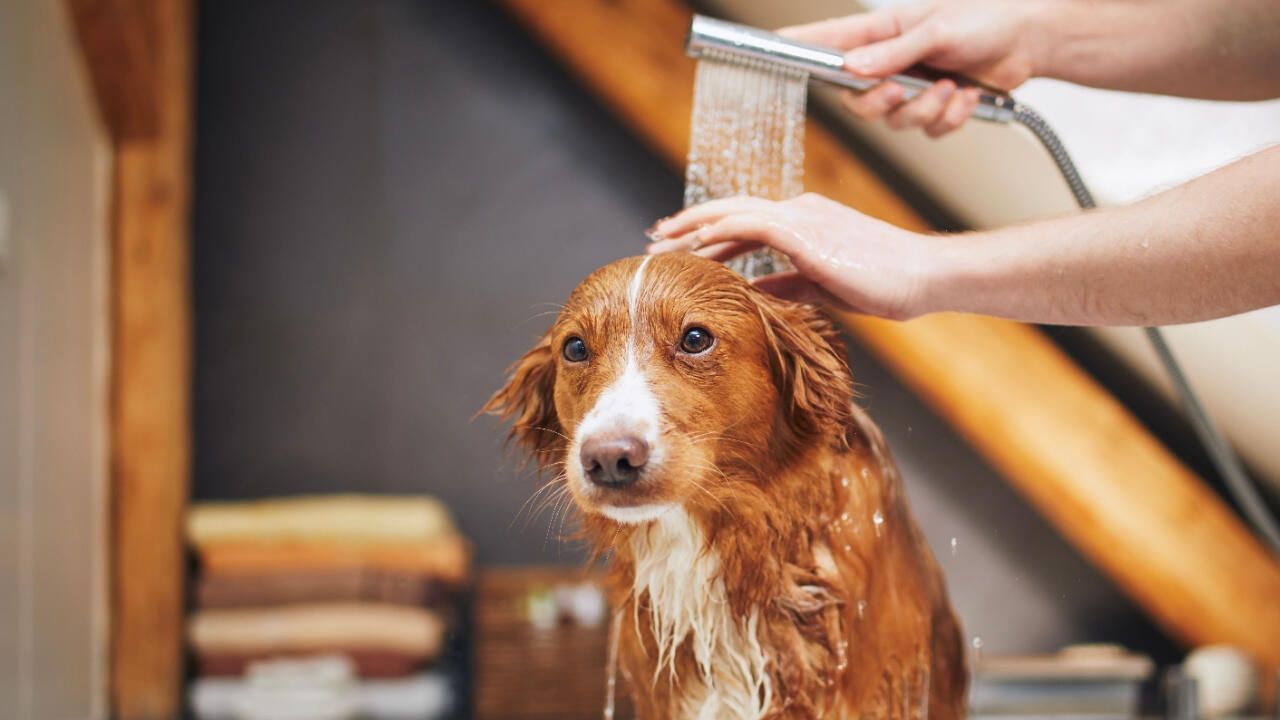 Hunde müssen nicht ständig von Kopf bis Fuß gewaschen werden.
