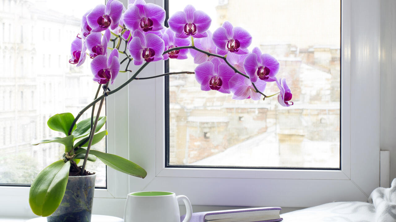 Orchideen mögen es hell, vertragen aber keine pralle Sonne.