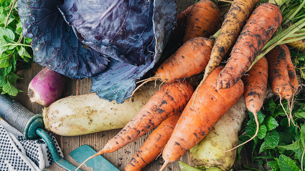 Im Januar haben unter anderem Rotkohl und Wurzelgemüse Saison.