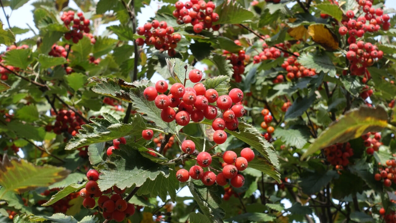 Die Früchte der Mehlbeeren dienen vor allem als Vogelfutter.