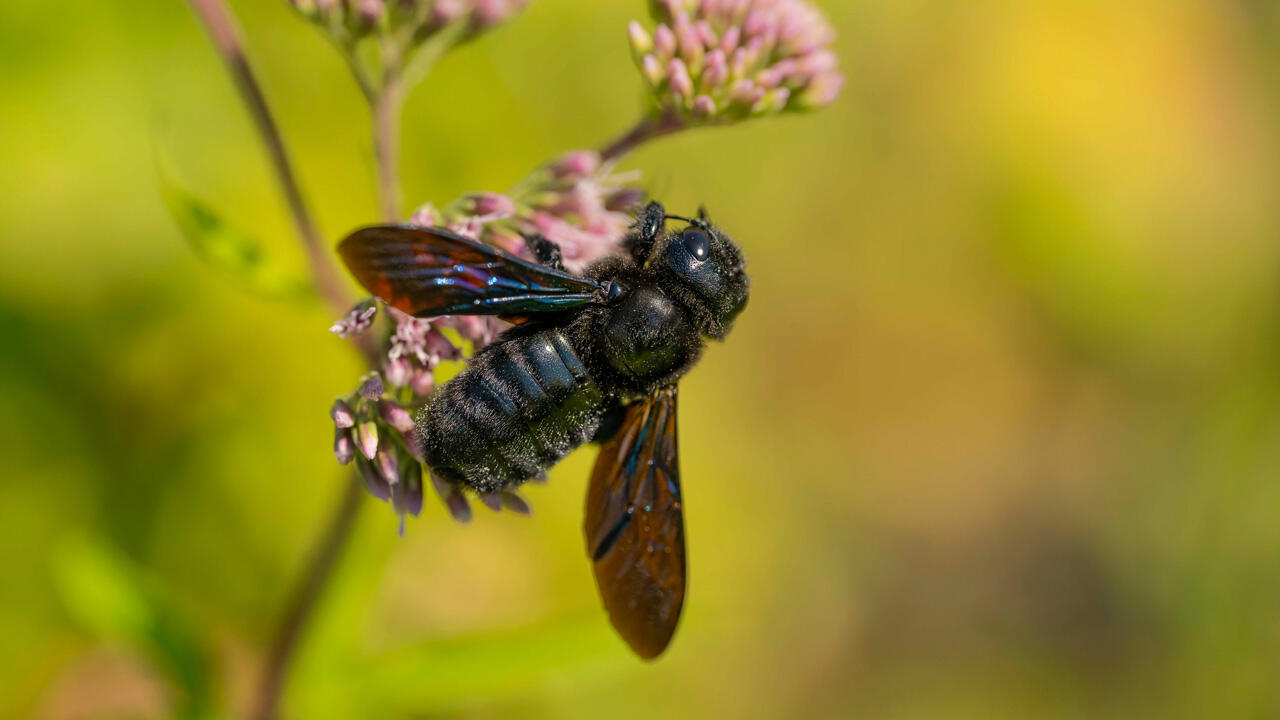 Ein Weibchen der Blauschwarzen Holzbiene beim Blütenbesuch. Die Blauschwarze Holzbiene ist Wildbiene des Jahres 2024.