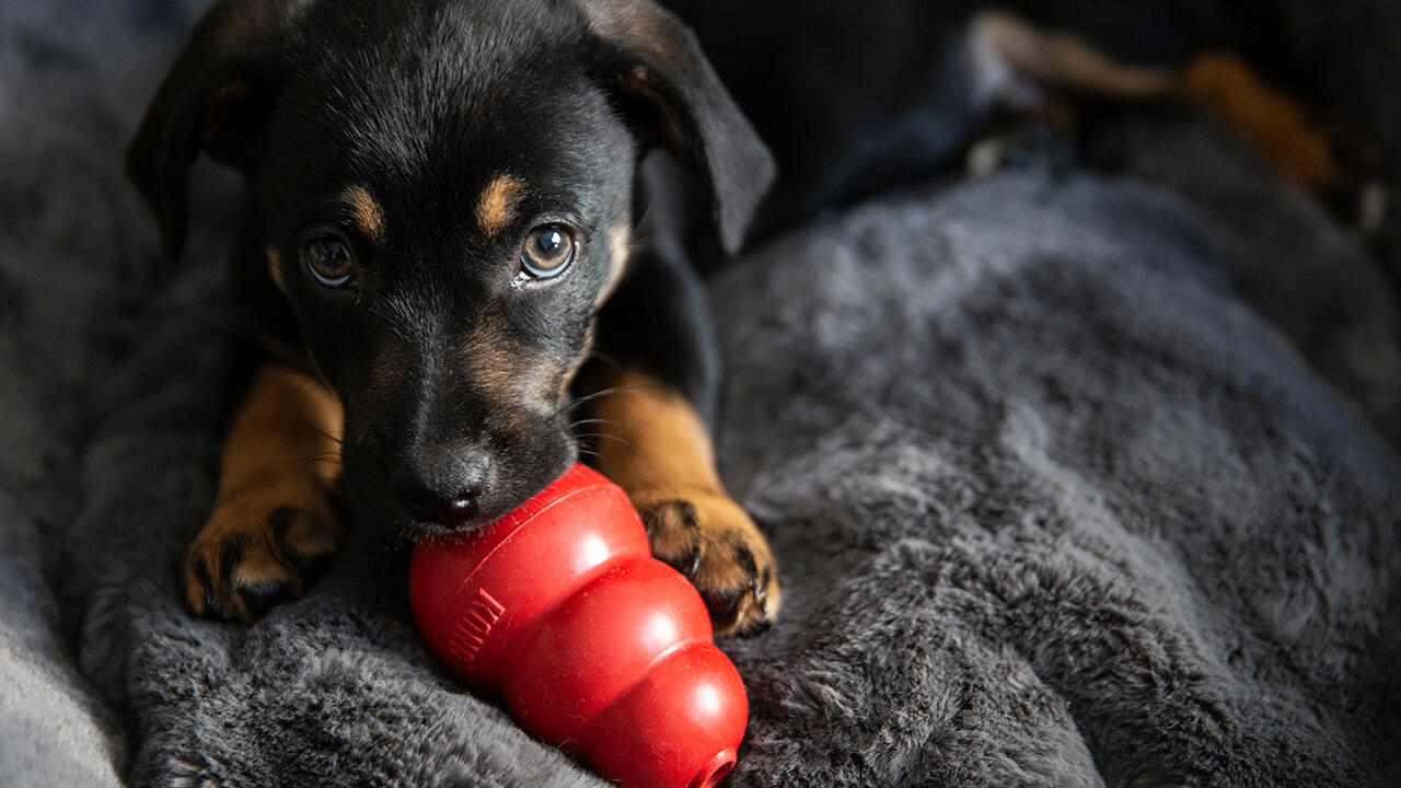 Befüllbare Futterspielzeuge lasten Hunde geistig aus, weil sie sich das Futter erarbeiten müssen.