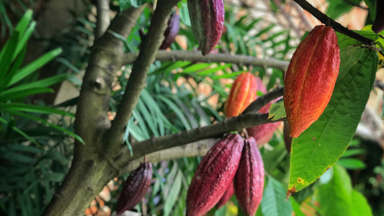 Ein Großteil des weltweit gehandelten Kakaos stammt aus Westafrika. 
