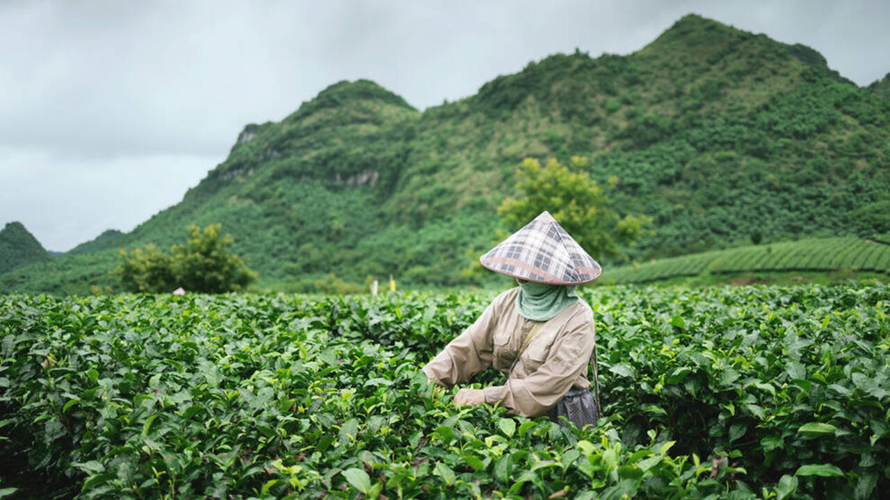 Akut giftig sind selbst die am stärksten belasteten Tees für uns nicht – aber für die Arbeiterinnen und Arbeiter auf den Feldern, die sie spritzen. 