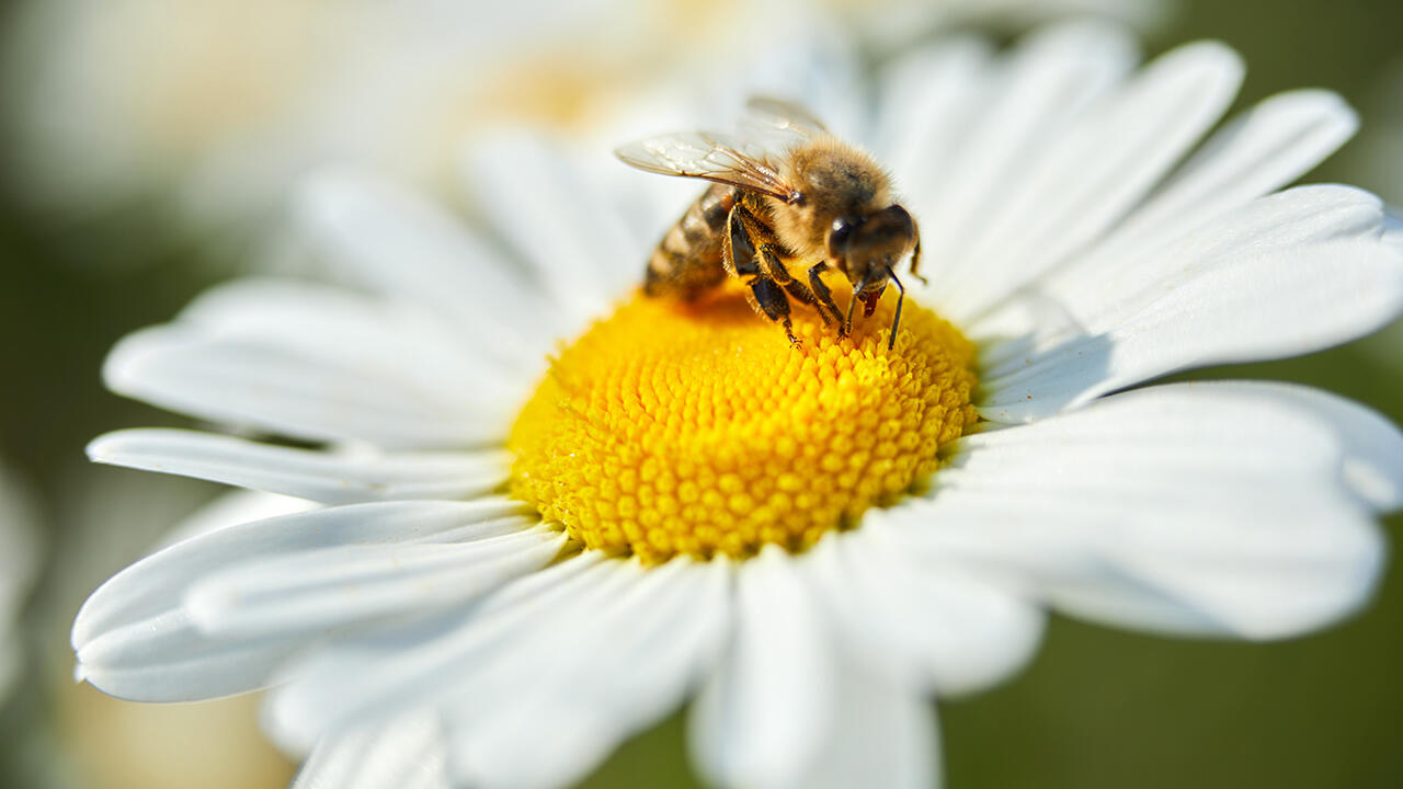 Der weltweite, massenhafte Einsatz von Pestiziden gefährdet auch wichtige Nützlinge wie Bienen.