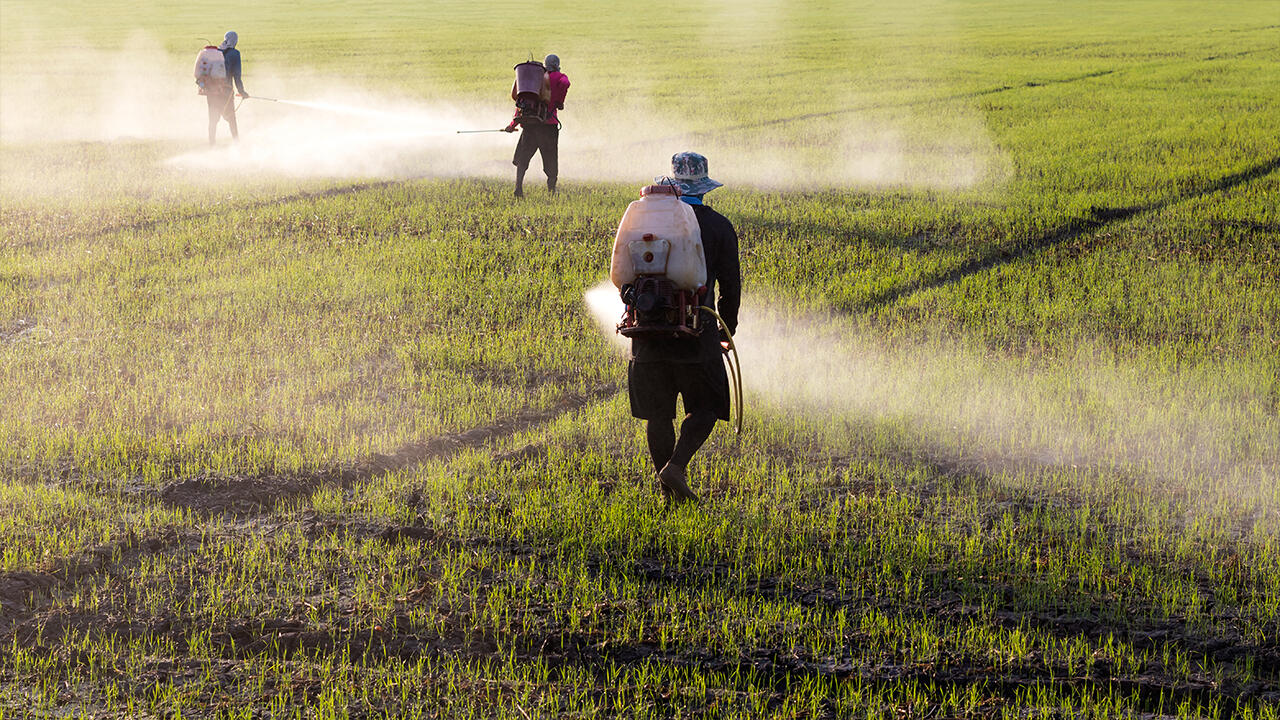Pestizide gefährden vor allem die Arbeiterinnen und Arbeiter auf den Feldern.