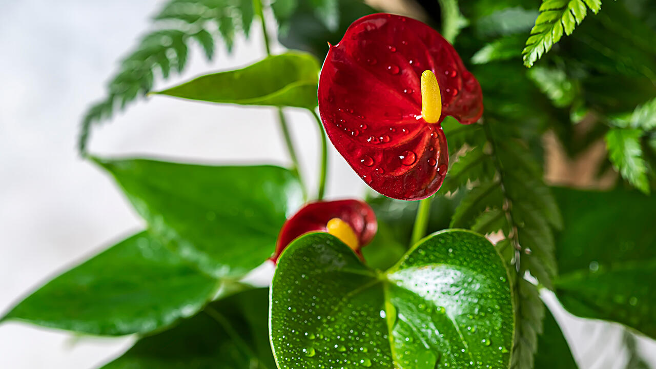 Anthurie: Wassernebel hilft der Tropenpflanze, sich zu Hause zu fühlen.