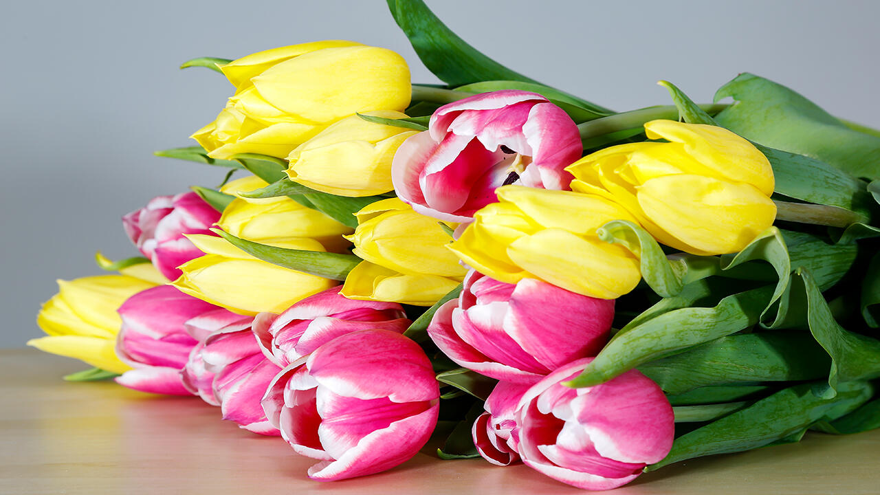 Tulpen sind eine Alternative zu Rosen am Valentinstag. 