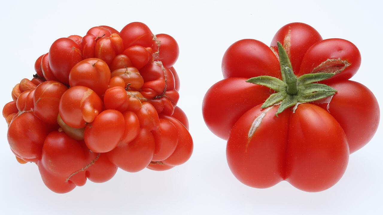 Kaum als Tomate zu erkennen: Reisetomaten gehören zu den alten Tomatensorten.