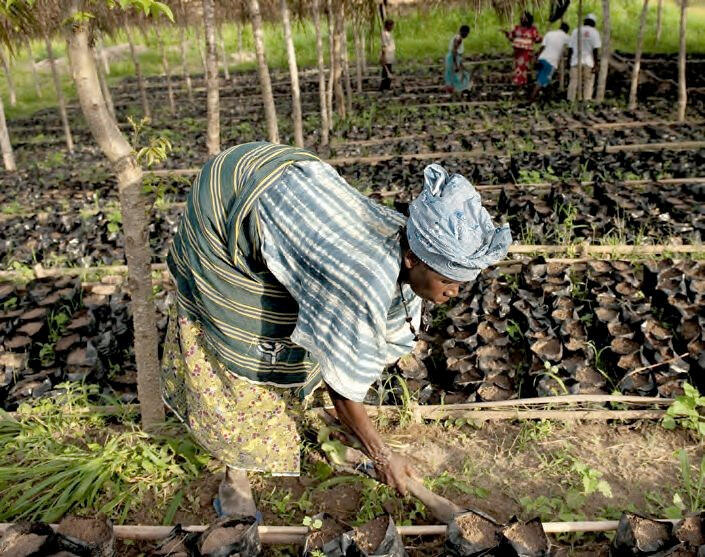 Kakao ist ein wertvoller Rohstoff für die Schokoladenindustrie, aber die Kakaobauern sehen ihre Zukunft eher mit Sorge. Viele würden gerne etwas anderes anbauen.