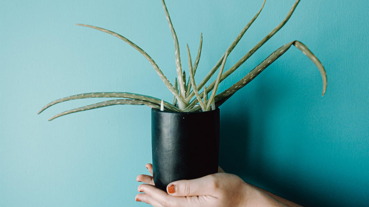 Aloe vera mag sonnige Orte – stellen Sie sie nach dem Einpflanzen am besten aufs Fensterbrett.