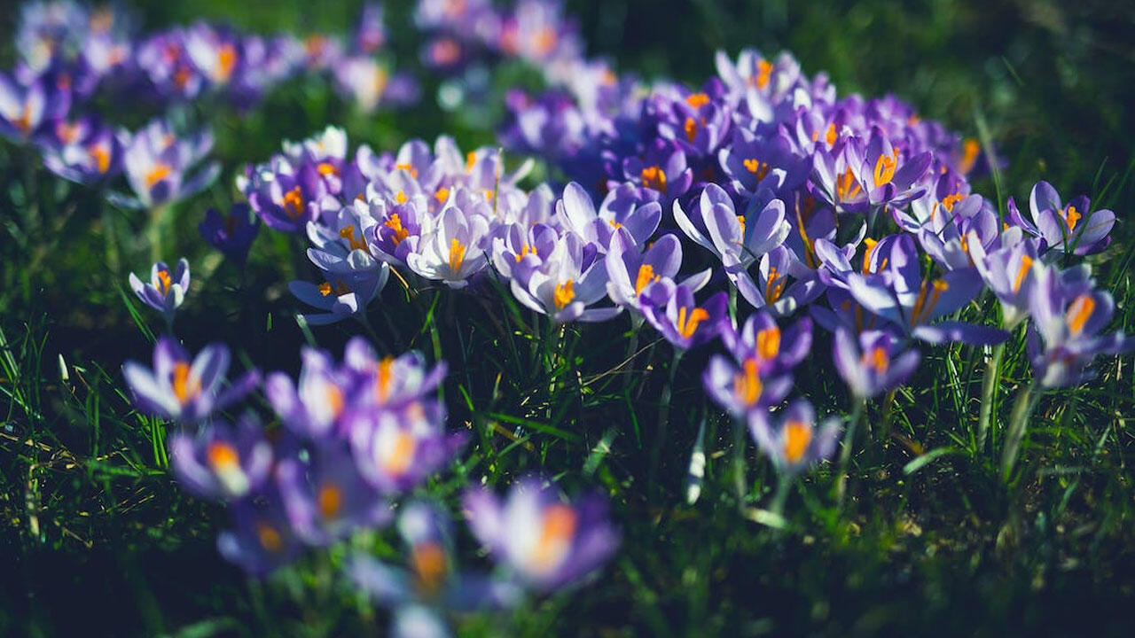 Krokusse zählen zu den Frühblühern und bieten hungrigen Insekten Nahrung.