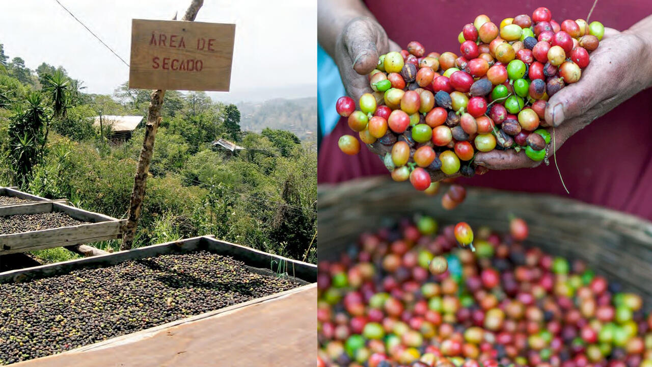 Nach der Ernte werden die Kaffeekirschen in warmen Ländern wie hier in Honduras im Freien getrocknet, um die Bohne aus dem Fruchtfleisch lösen zu können. Nach der Ernte werden die Kaffeekirschen in warmen Ländern wie hier in Honduras im Freien getrocknet, um die Bohne aus dem Fruchtfleisch lösen zu können.