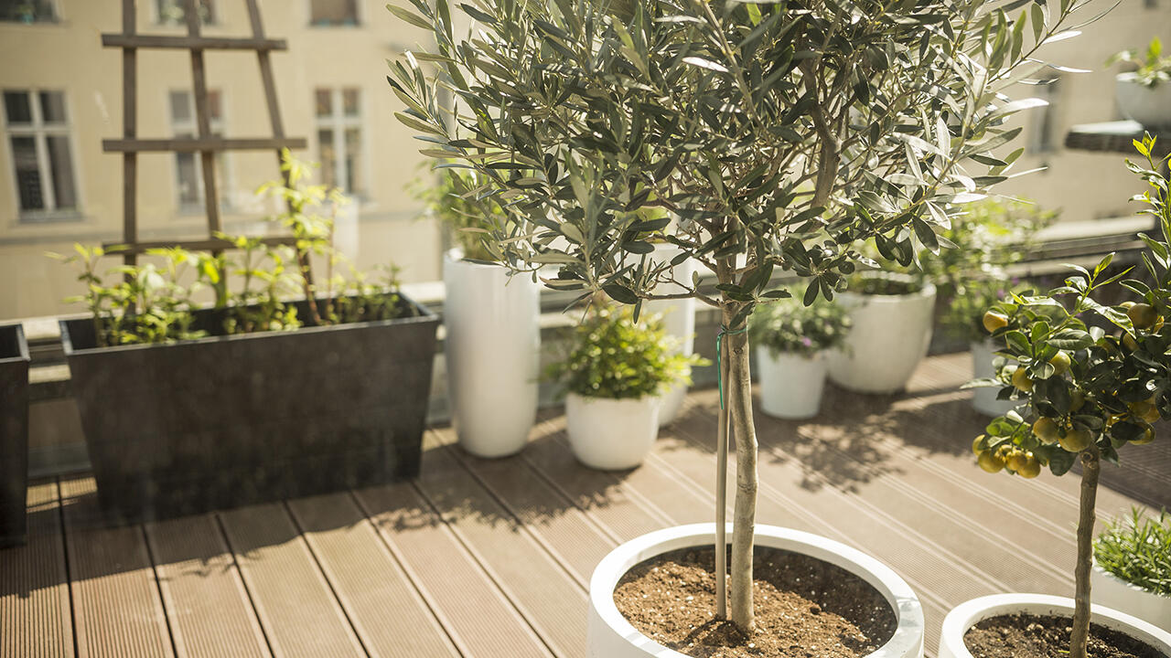 Auch Olivenbäume können zukünftig in Deutschland verstärkt zu Allergien führen.