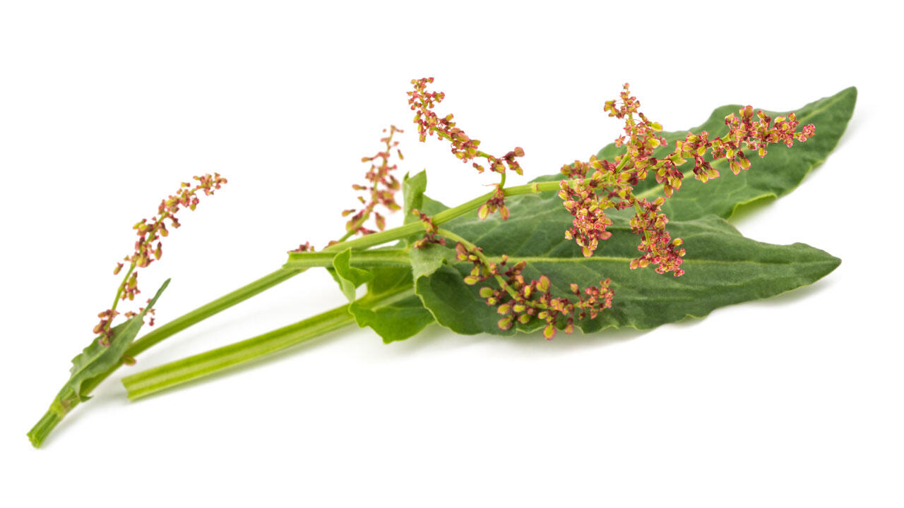 Sauerampfer: Vor allem sehr junge Blätter schmecken im Salat, übrigens wunderbar sauer.