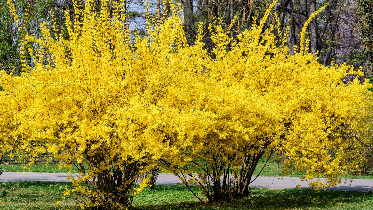 Forsythien sind anspruchslose, beliebte Gartenpflanzen. Leider sind sie für Insekten wertlos.