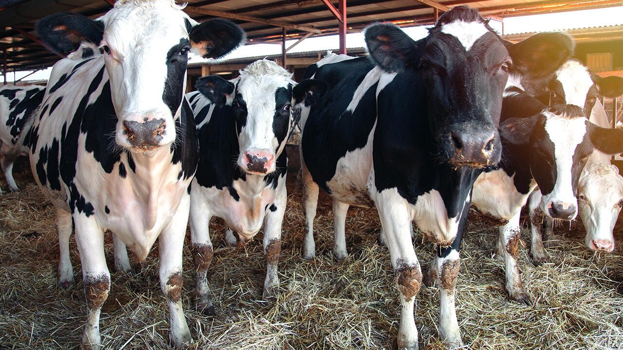 Der Deutsche Tierschutzbund hat vor mehr als 10 Jahren ein eigenes Tierwohllabel aufgelegt. Landwirte, die nach den Kriterien des Labels arbeiten, müssen zum Beispiel auf eine Anbindehaltung von Milchkühen verzichten.