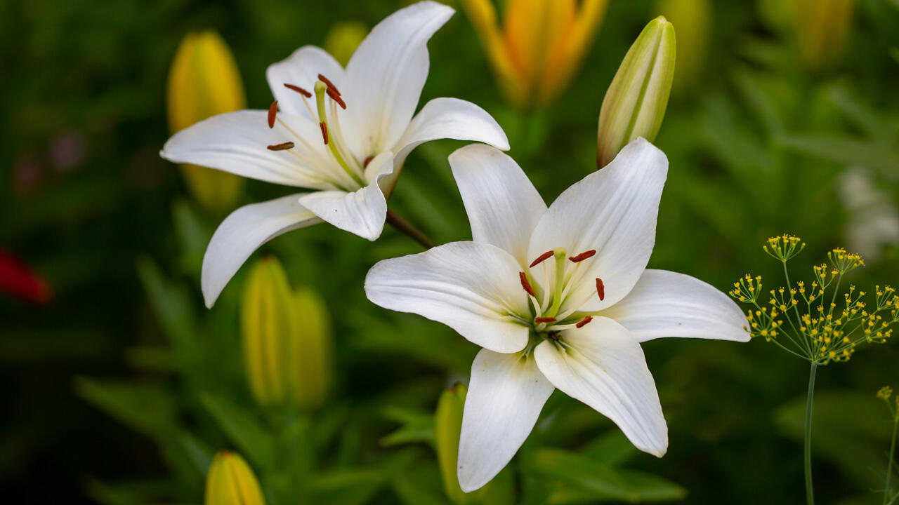 Lilien gehören zu den ersten Pflanzen, die im Frühling in die Erde dürfen.