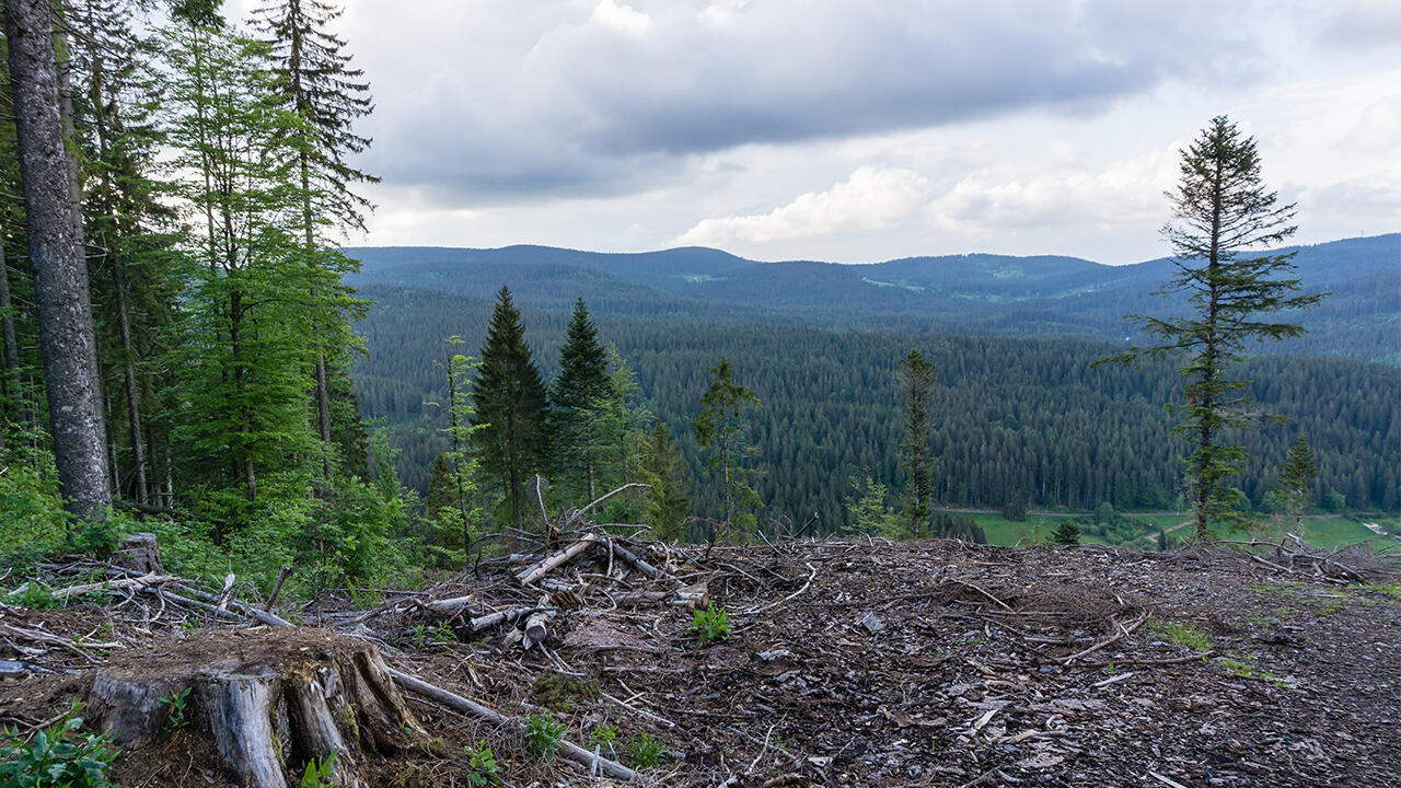 Waldsterben als großes Problem: Wir erklären, was jeder einzelne tun kann. 