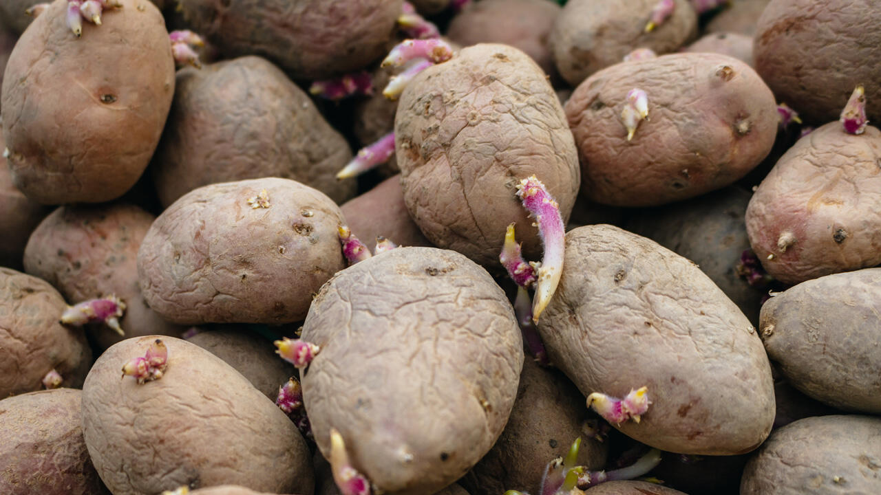 Große Triebe sind ein Zeichen dafür, dass die Kartoffel nicht mehr genießbar ist Große Triebe sind ein Zeichen dafür, dass die Kartoffel nicht mehr genießbar ist