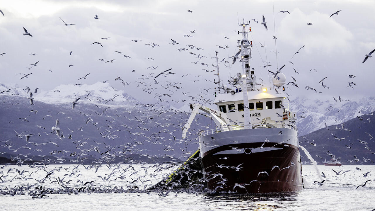 Rund 90 Prozent der kommerziell genutzten Fischbestände sind überfischt oder am Limit – im schlimmsten Fall kippen ganze Öko-Systeme. 