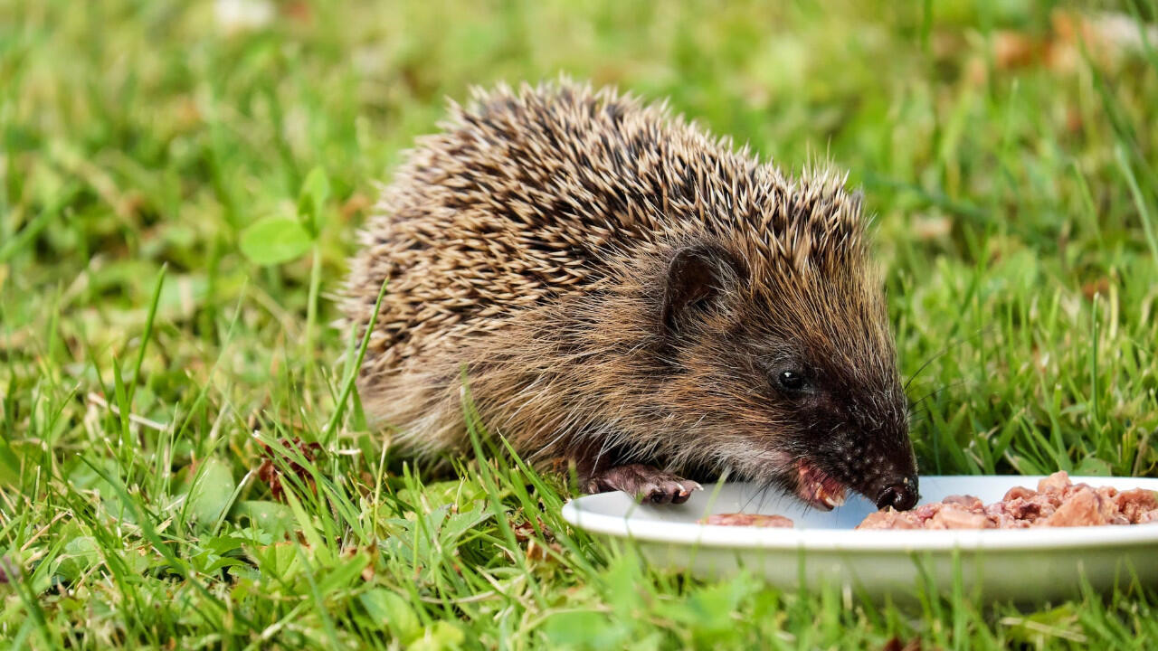 Igel sollten Sie nur in Ausnahmefällen füttern – dann mögen sie eiweißreiche Nahrung. Igel sollten Sie nur in Ausnahmefällen füttern – dann mögen sie eiweißreiche Nahrung.