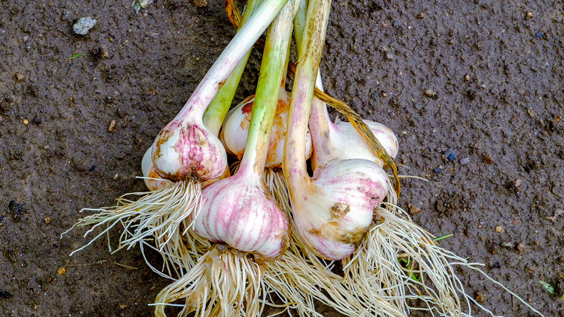 Wer im Herbst Knoblauch pflanzt, kann sich auf eine üppige Ernte im nächsten Sommer freuen.