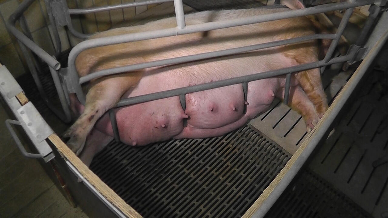 Schweinehaltung: Das Foto zeigt ein Muttertier in einem Kastenstand. Schweinehaltung: Das Foto zeigt ein Muttertier in einem Kastenstand.