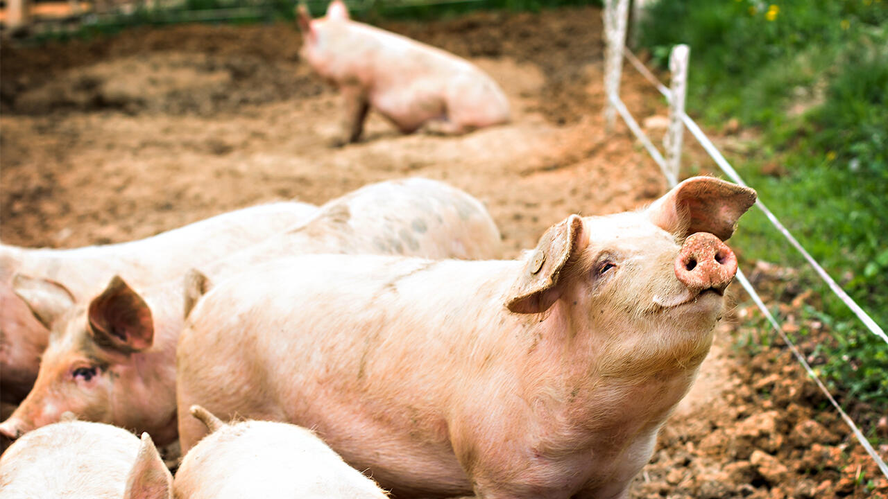 Schweine sind gesellige, neugierige und reinliche Tiere. 