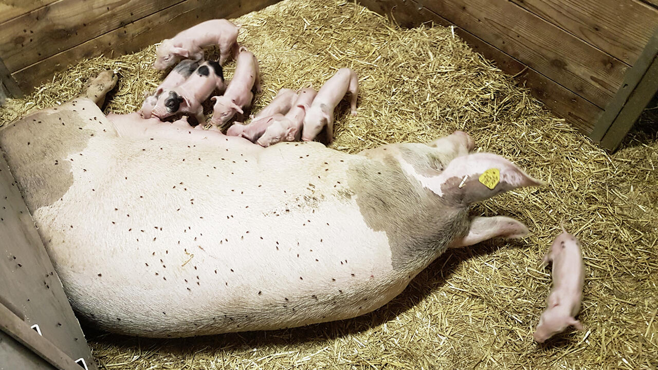 Eine Alternative zur konventionellen Haltung: mehr Bewegungsfreiheit für die Sauen – und ein Boden mit Stroh statt blankem Metall.