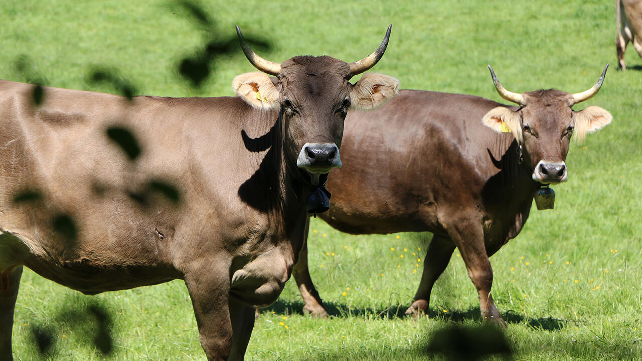 Demeter setzt strenge Regeln auch bei der Tierhaltung ein. Unter anderem ist das Enthornen der Kühe verboten und Auslauf vorgeschrieben.
