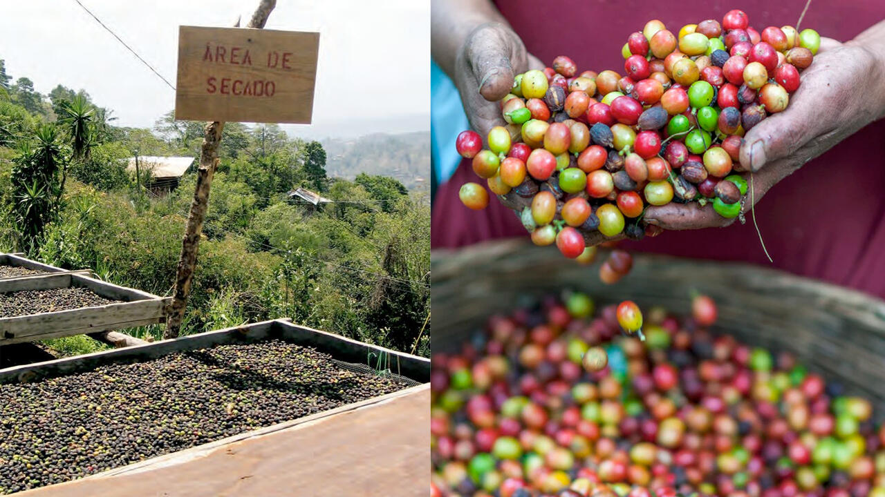Nach der Ernte werden die Kaffeekirschen in warmen Ländern wie hier in Honduras im Freien getrocknet, um die Bohne aus dem Fruchtfleisch lösen zu können.