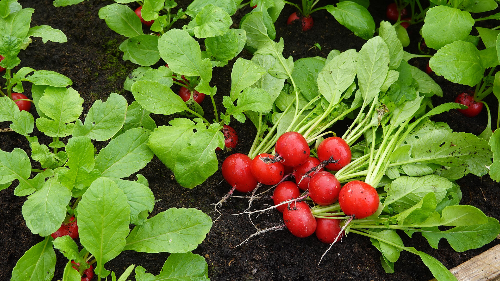 Radieschenblätter sollte man besser nur dann essen, wenn sie aus dem eigenem Beet oder aus biologischem Anbau stammen. Denn in den Blättern von Radieschen aus konventionellem Anbau kann eine ordentliche Menge an Pestiziden stecken. Radieschenblätter sollte man besser nur dann essen, wenn sie aus dem eigenem Beet oder aus biologischem Anbau stammen. Denn in den Blättern von Radieschen aus konventionellem Anbau kann eine ordentliche Menge an Pestiziden stecken.