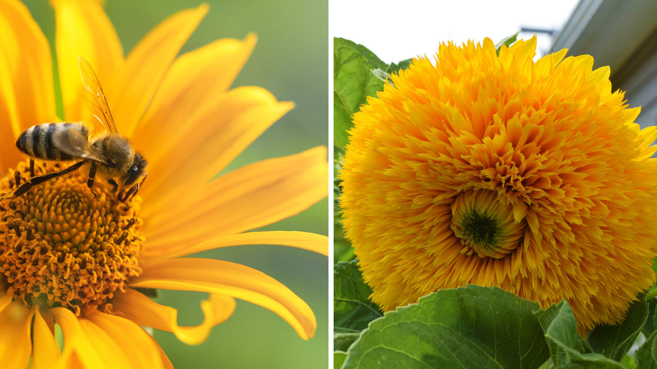 Links im Bild: ungefüllte Sonnenblume, rechts im Bild: gefüllte Sonnenblume. Links im Bild: ungefüllte Sonnenblume, rechts im Bild: gefüllte Sonnenblume.