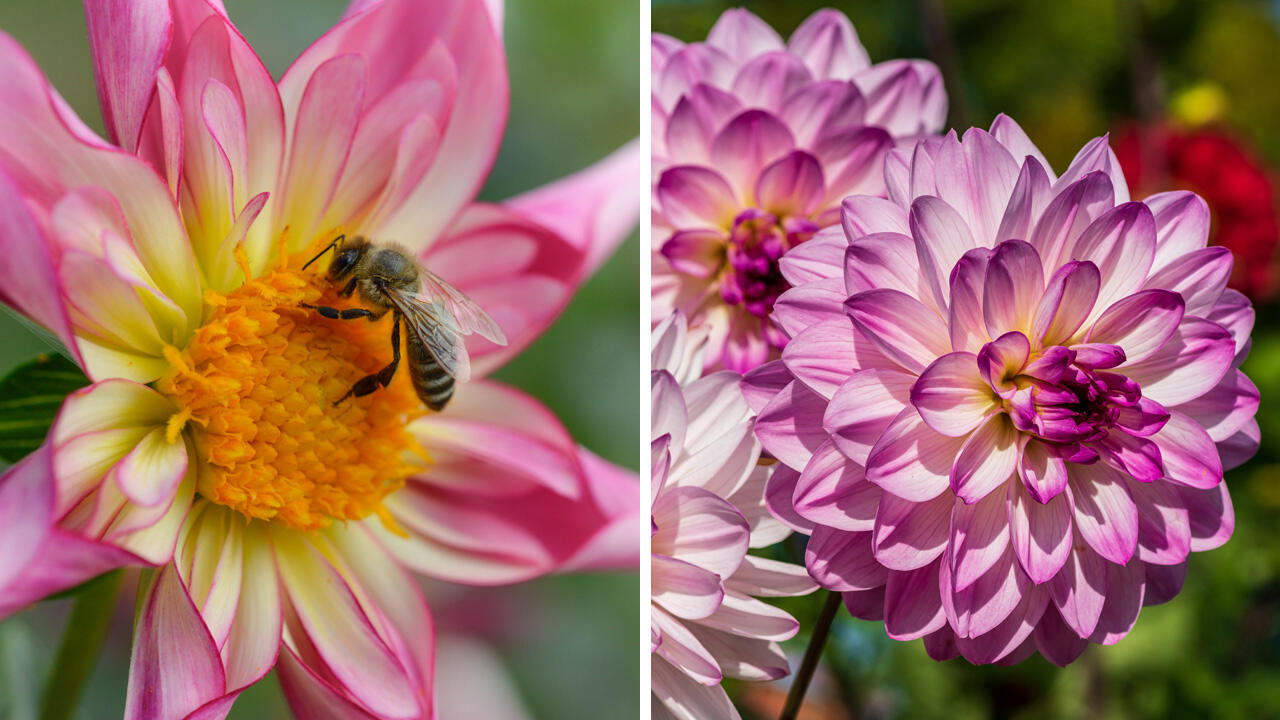 Links im Bild: ungefüllte Dahlie, rechts im Bild: gefüllte Dahlie. Links im Bild: ungefüllte Dahlie, rechts im Bild: gefüllte Dahlie.