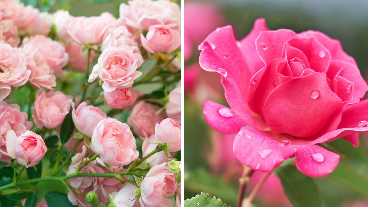 Links im Bild: ungefüllte Wildrose, rechts im Bild: gefüllte Zuchtrose. Links im Bild: ungefüllte Wildrose, rechts im Bild: gefüllte Zuchtrose.