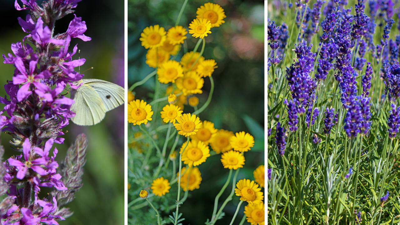 Bienenfreundliche Stauden sind z.B. Blutweiderich, Färberkamille und Lavendel. Bienenfreundliche Stauden sind z.B. Blutweiderich, Färberkamille und Lavendel.