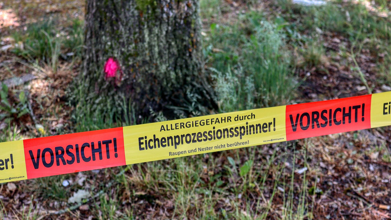 Warnung vor Eichenprozessionsspinnern: Im Juni ist die Gefahr am größten Warnung vor Eichenprozessionsspinnern: Im Juni ist die Gefahr am größten
