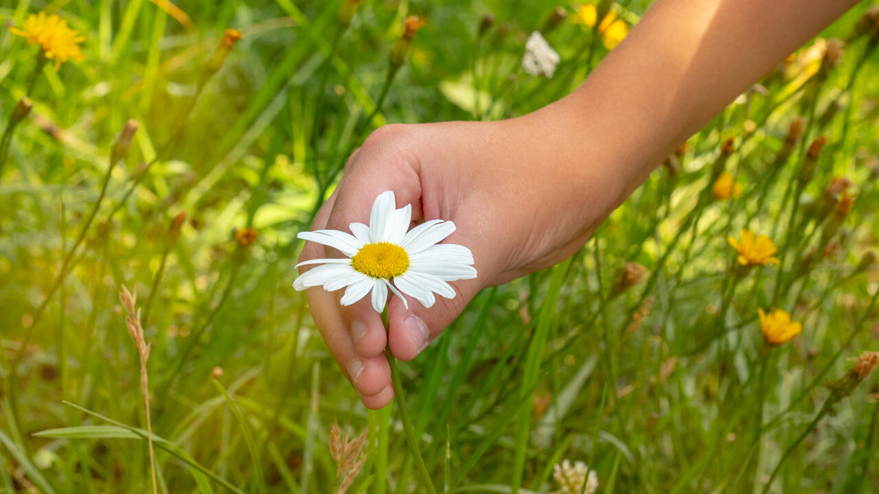 Blumen pflücken: Nur für den Eigenbedarf und unter bestimmten Bedingungen erlaubt. Blumen pflücken: Nur für den Eigenbedarf und unter bestimmten Bedingungen erlaubt.