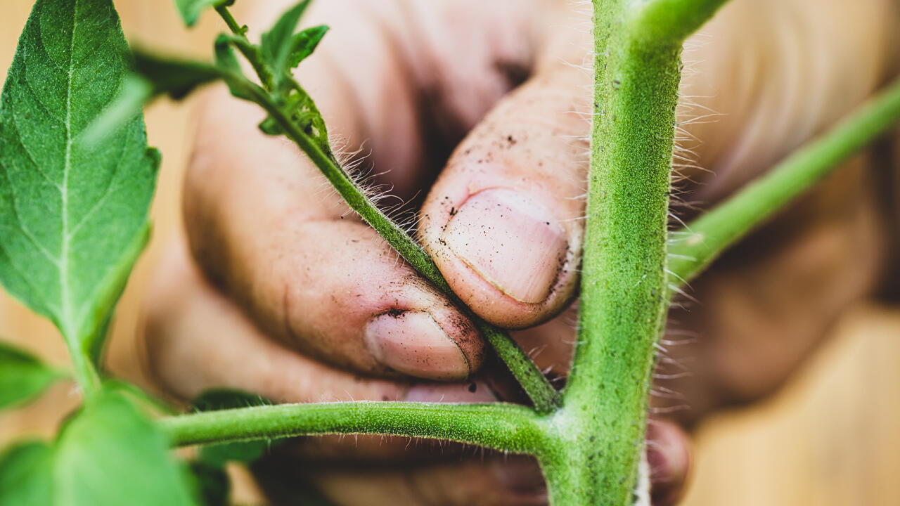 Beim Ausgeizen werden kleine Triebe entfernt – zum Beispiel mit dem Fingernagel. Beim Ausgeizen werden kleine Triebe entfernt – zum Beispiel mit dem Fingernagel.
