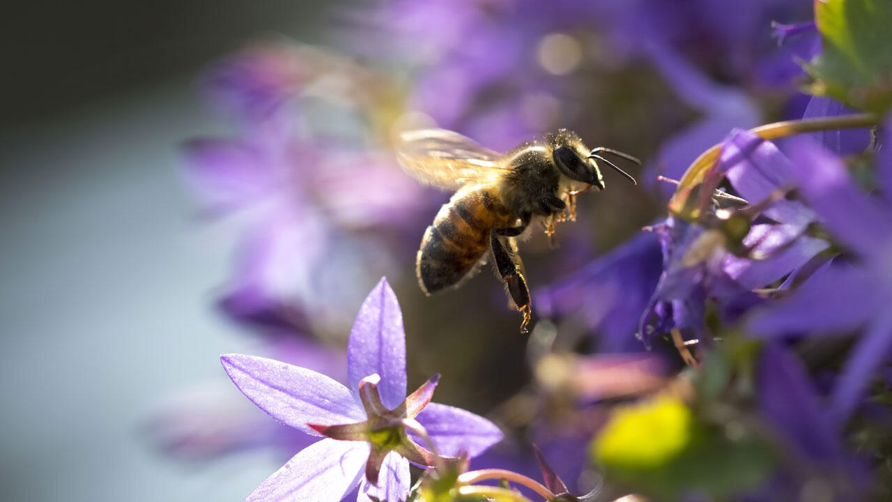 Es gibt viele bienenfreundliche Alternativen zu Geranien und Petunien – zum Beispiel Glockenblumen. Es gibt viele bienenfreundliche Alternativen zu Geranien und Petunien – zum Beispiel Glockenblumen.